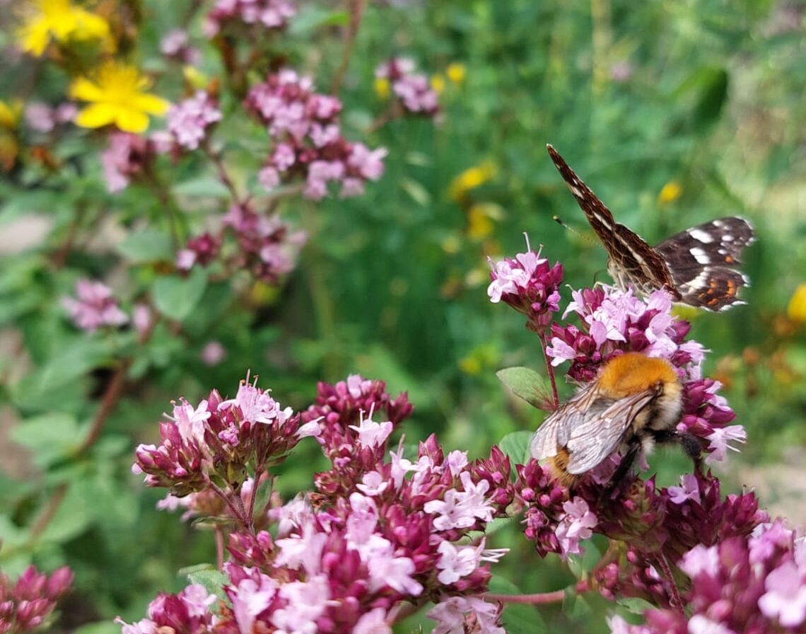 Schmetterlinge und Bienen an den Kräutern